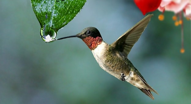Why Agile PMOs Are Like Hummingbirds 1