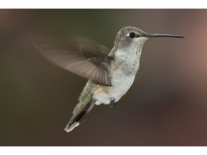 Why Agile PMOs Are Like Hummingbirds 5